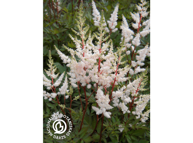 Astilbe × arendsii   'Bronzlaub'